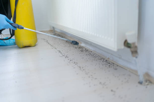 Best Ant Control Services  in Swanton, OH